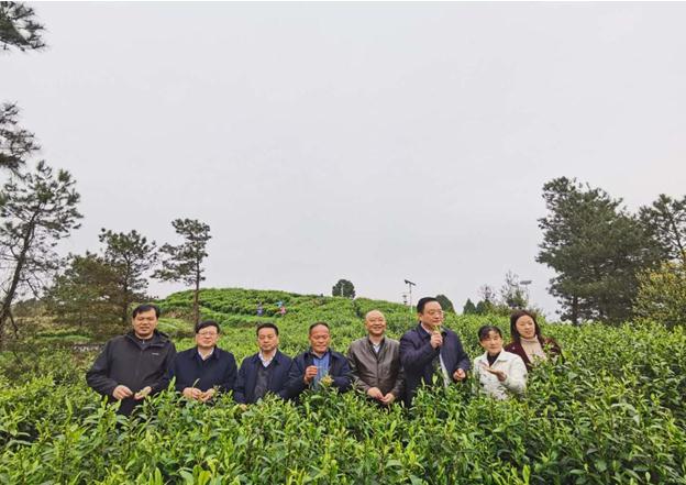 公司負責人陪同省供銷社、湘西州領導一行調研我司青幹村茶葉扶貧示範基地