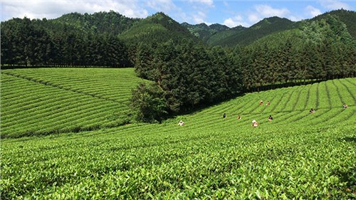 農業部牽頭成(chéng)立中國(guó)茶産業聯盟，公司選爲副理事(shì)長(cháng)單位