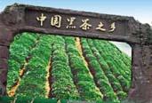 益陽打造全國(guó)黑茶産業中心